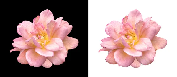 Růžová růže nad černou a bílou, samostatný — Stock fotografie