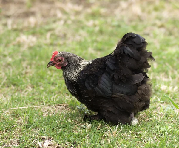博创科钦矮脚鸡母鸡-后院家禽-北京黑色 — 图库照片