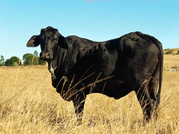 Vecchia mucca nera al pascolo invernale — Foto Stock