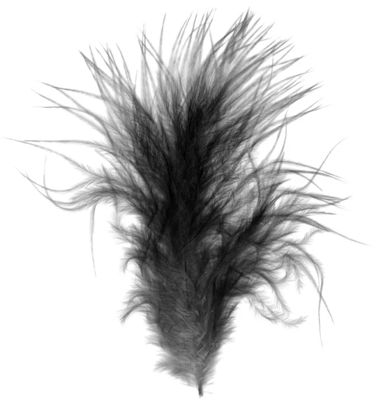 Black single soft downy bird feather quill over white — Stock Photo, Image