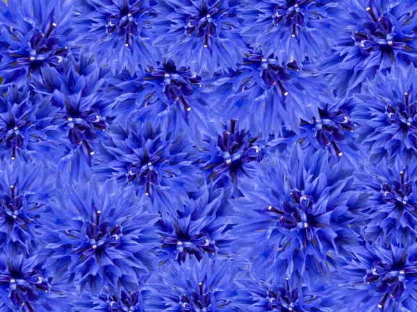 Blauwe voorjaar bloemen bloemen achtergrond — Stockfoto