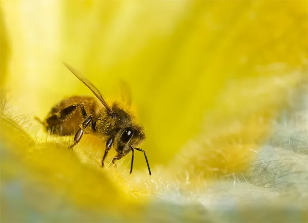 Busy honey bee with honeydew on golden yellow blue flower — Stock Photo, Image