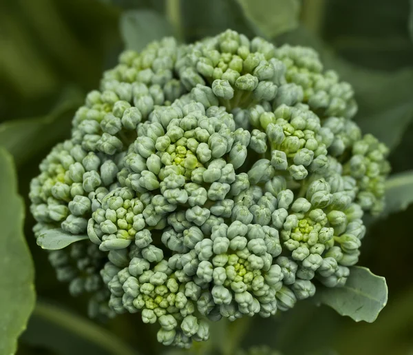 Brócoli vegetal orgánico fresco casero en el jardín — Foto de Stock