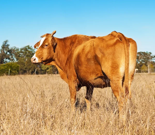 Rump end of brown cow with blue sky — Stok fotoğraf