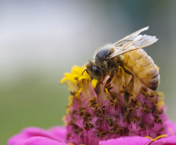 Ouvrier d'automne abeille occupé sur fleur rose et jaune — Photo