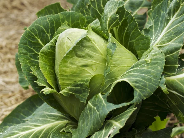 Organic gardening homegrown cabbage sugarloaf — Stock Photo, Image