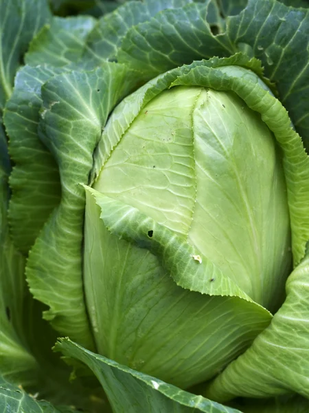 Homegrown organic sugerloaf cabbage fresh vegetable — Zdjęcie stockowe