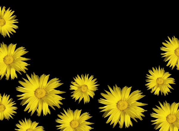 Κίτρινο floral φόντο Καλέντουλα ηλιοτρόπια σε μαύρο — Φωτογραφία Αρχείου