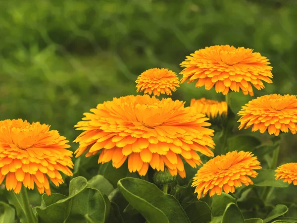 stock image Spring flowers golden calendula background