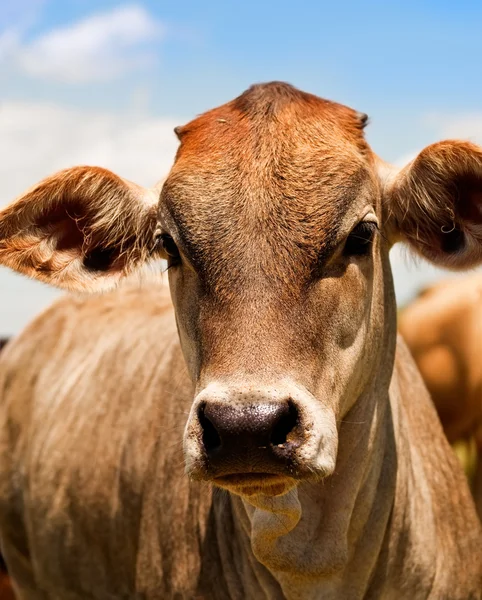 Австралійський м'ясної худоби молоді yearling корови — стокове фото
