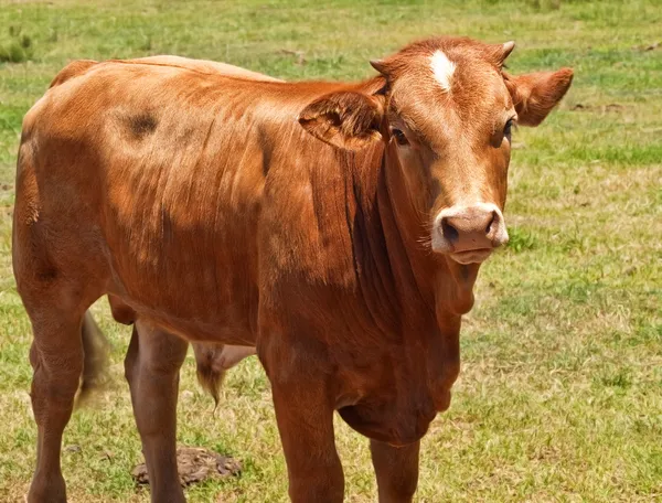Австралійський м'ясної худоби, молодий Херефорд Ангус хрест розводять корова — стокове фото