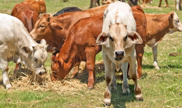 オーストラリアの牛の子牛 — ストック写真