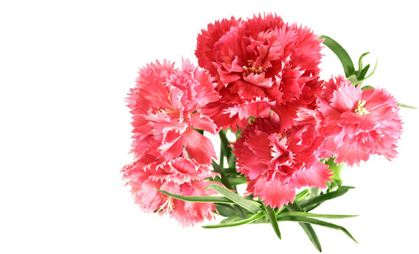 Flower posy of pink carnations bouquet