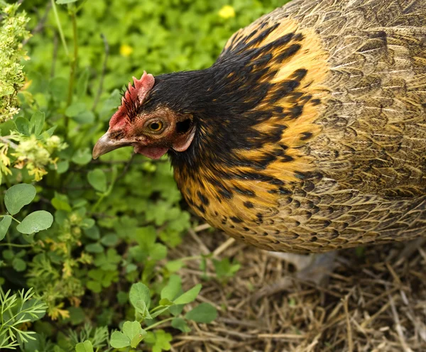 Spring chicken Bantam Hen — Stock Photo, Image