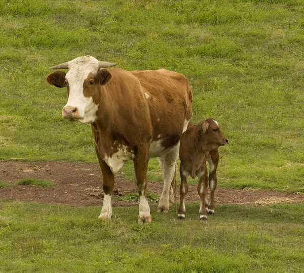 Australian nötkreatur rasen ko och brahman cross kalv — Stockfoto