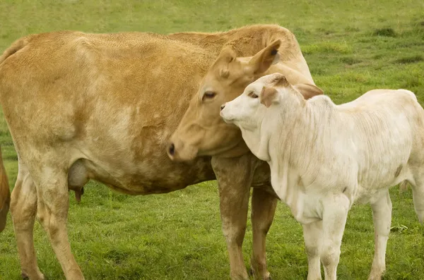 Charolais bebek buzağı ile - bahar zaman anne sevgi inek. — Stok fotoğraf