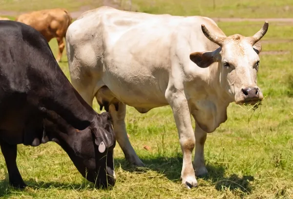 Mucca con corna Bovini di razza australiana in bianco e nero — Foto Stock