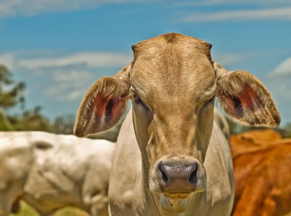 Carolais de gado bovino australiano criados para carne — Fotografia de Stock