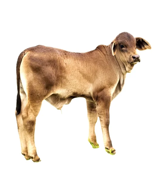 Mladý býk tele australský hovězího dobytka — Stock fotografie