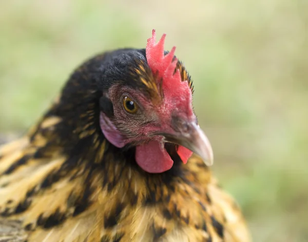 Chicken crele bantam hen organic poultry — Stock Photo, Image