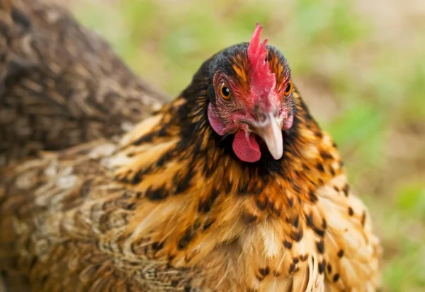 Bantam galinha quintal aves de capoeira orgânicas — Fotografia de Stock