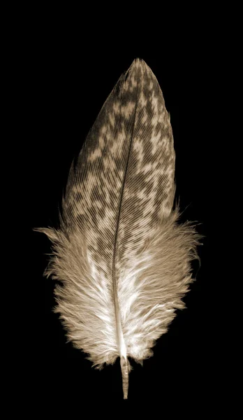 Tek yumuşak tüylü kuş tüyü tüy üzerinde siyah — Stok fotoğraf