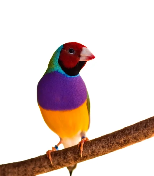 Pinzón australiano Gouldian cabeza roja macho pájaro aislado —  Fotos de Stock