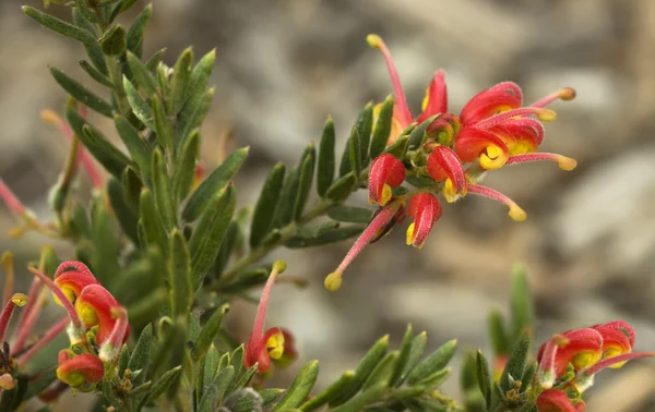Άνοιξη φωτεινά λουλούδια grevillea πυροτεχνήματα Αυστραλίας μητρική σχέδιο — Φωτογραφία Αρχείου