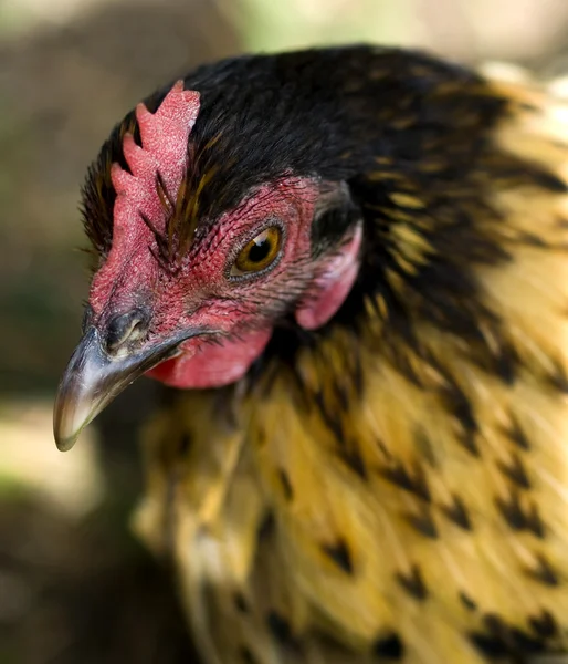 宠物矮脚鸡母鸡的肖像 — 图库照片