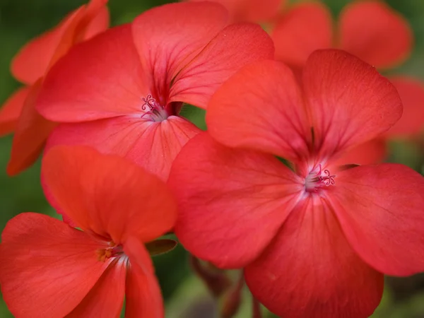 Bunte rote Frühlingsblumen Geranien — Stockfoto