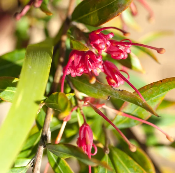 Grevillea esplendor flor vermelha de uma planta nativa australiana — Fotografia de Stock