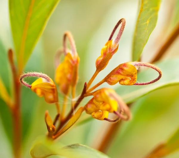 Avustralya kır çiçeği grevillea venusta portakal çiçeği — Stok fotoğraf