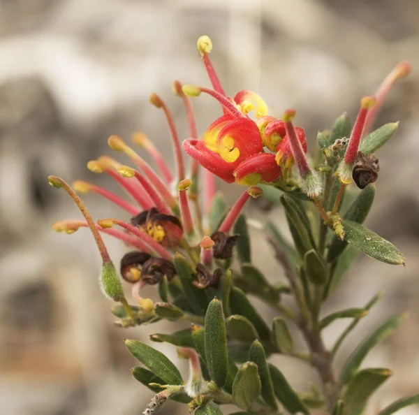 Grevillea πυροτεχνήματα κόκκινο λουλούδι Αυστραλίας μητρική wildflower φυτών — Φωτογραφία Αρχείου