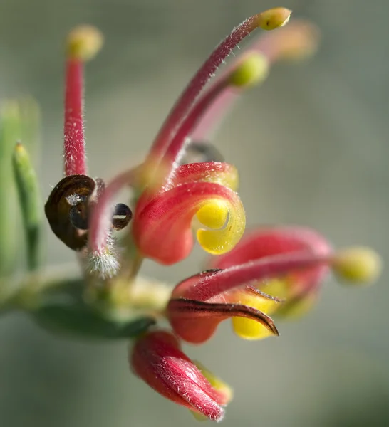 stock image Grevillea Fireworks australian native plant