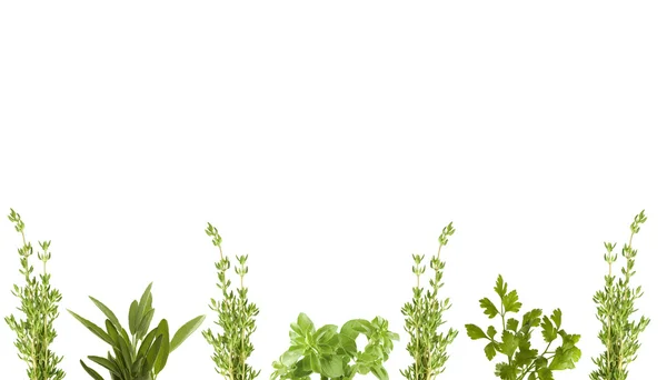 Herb border — Stock Photo, Image