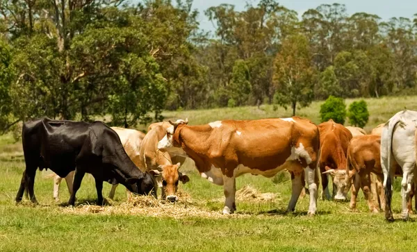 Australian beef cattle cows feeding — Stock Photo, Image