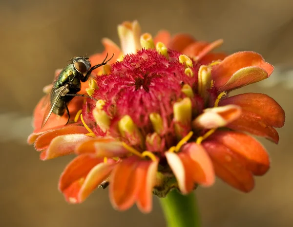 Hover fly on orange flower — Stock Photo, Image