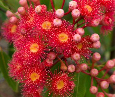 Red flowers gum tree eucalyptus phytocarpa hybrid australian nat clipart