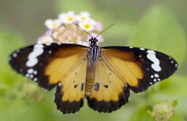 Erkek turuncu düz kaplan (Danaus chrysippus) Afrika Monarch kelebek