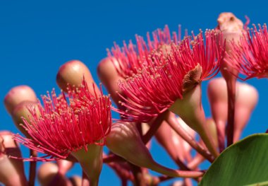 Red flowers eucalyptus summer red australian native clipart