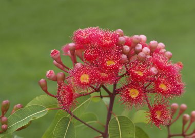 Red flowers eucalyptus summer red australian native clipart