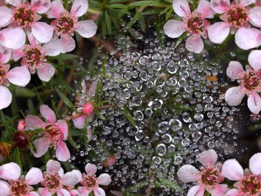 Spring rain water drops on spiderweb with pink flowers clipart