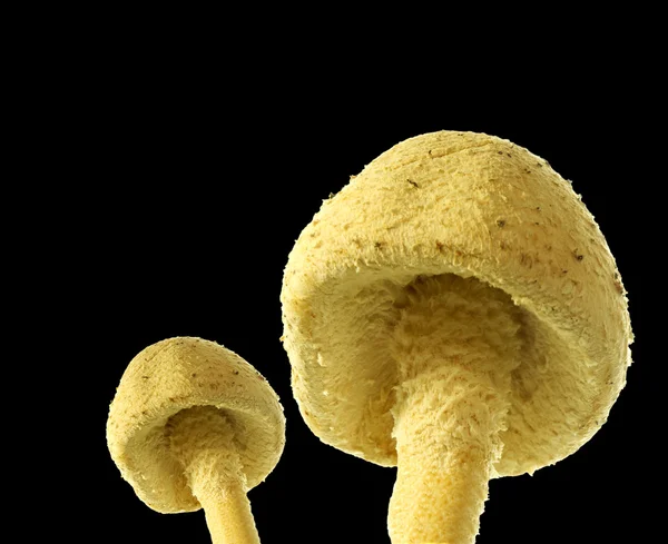 Feci di rospo fungo isolate — Foto Stock