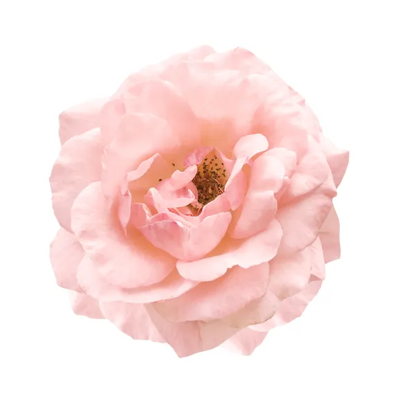 愛と愛情の淡いピンクのバラ シンボル — ストック写真