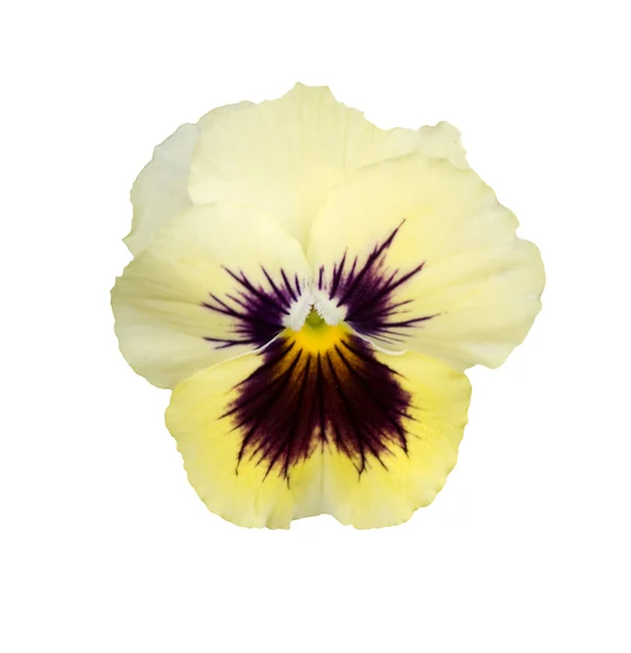 Primavera amarelo creme veludo pansy flor isolada no branco — Fotografia de Stock