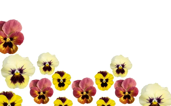 Spring pansy flower border isolated on white copy space — Stock Photo, Image