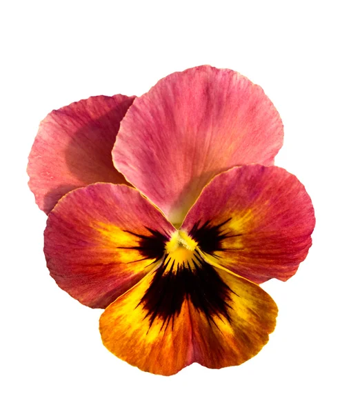 Pansy flor aislada en blanco —  Fotos de Stock