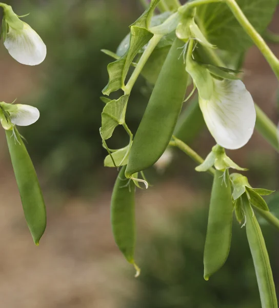 Spring fresh garden pea pods - organic vegetables — Stock Photo, Image