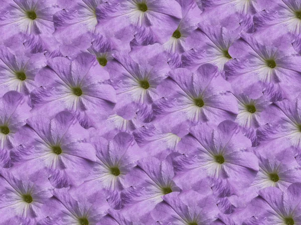Purple Wallpaper — Stockfoto