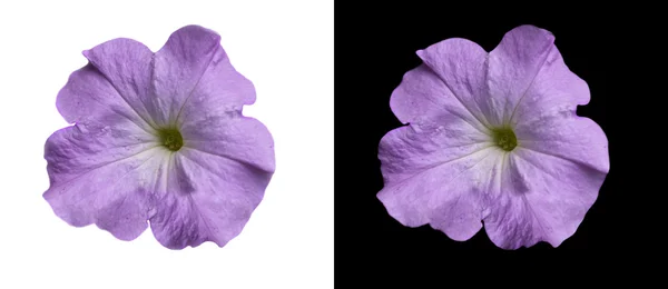 Lila Fialový květ fialový Petúnie nad černou a bílou — Stock fotografie